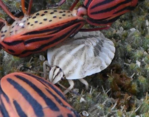 Réf. 234 821 : Graphosoma italicum